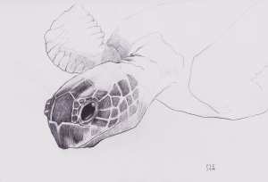 KunstIstTod_turtle